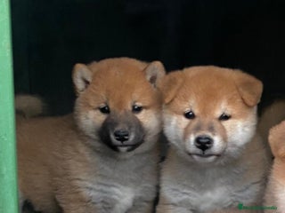 Shiba Inu perros en Madrid - Anuncio 6
