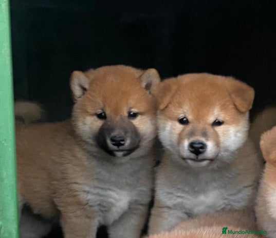 Shiba Inu perros en Madrid - Anuncio 6