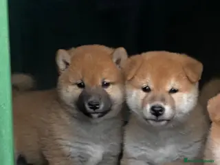Shiba Inu perros Shiba inu criadero en Madrid - Anuncio 19