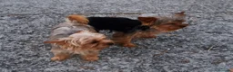 Yorkshire Terrier perros en venta: Cachorros de yorkshire Toy - Anuncio 1