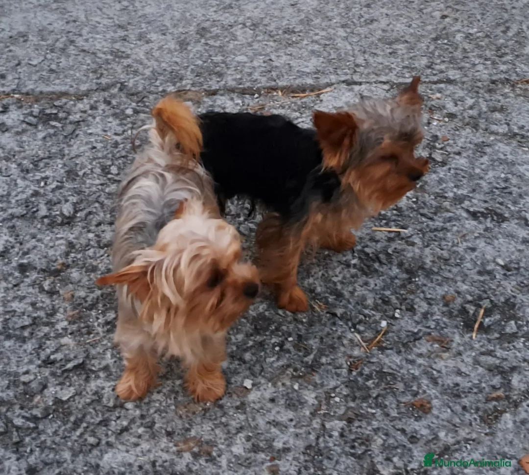Yorkshire Terrier perros en venta: Cachorros de yorkshire Toy - Anuncio 1