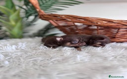 Chihuahua perros en venta: CHIHUAHUA MACHO CHOCOLATE & TAN - Imagen 8
