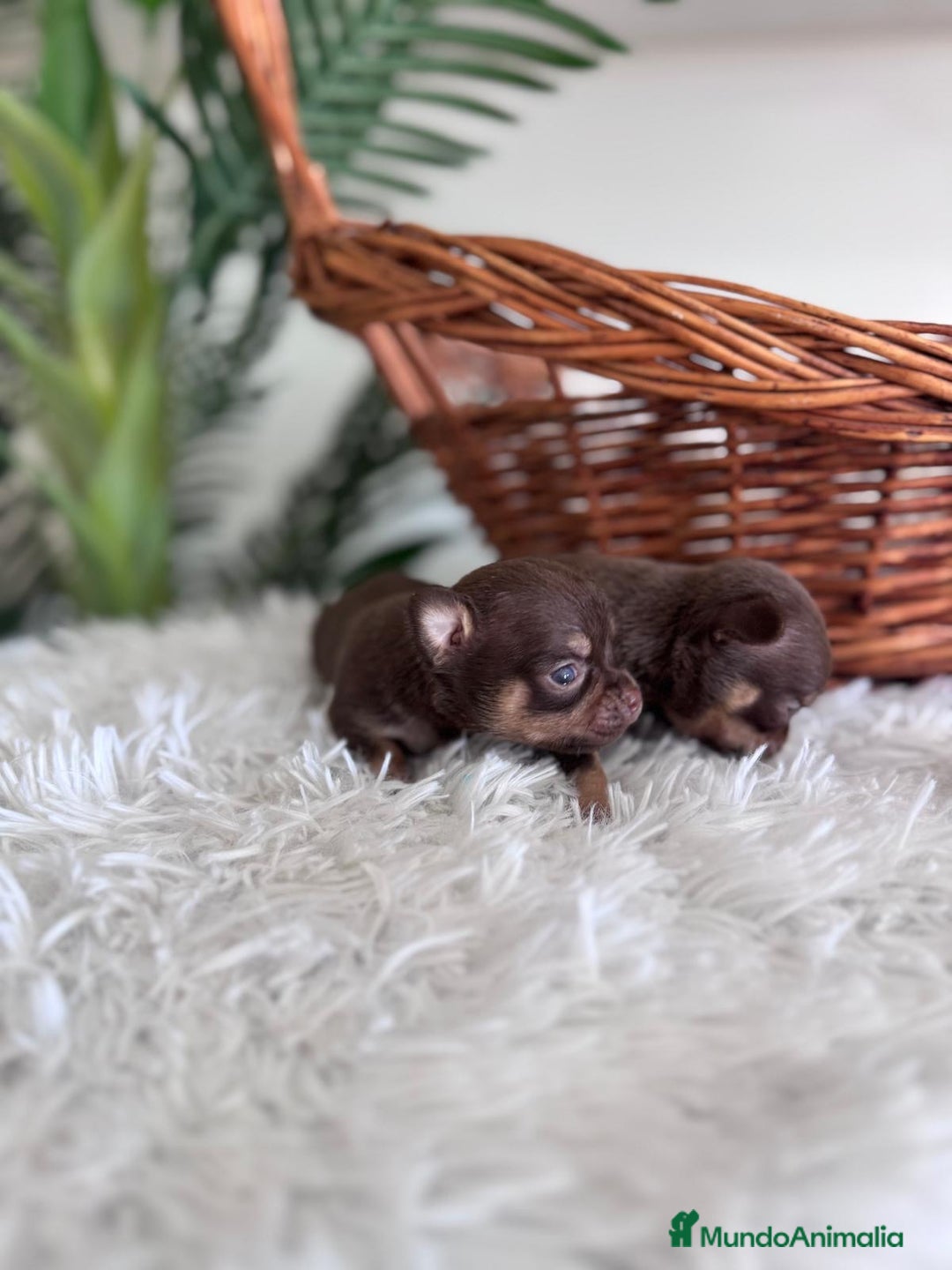 Chihuahua perros en venta: CHIHUAHUA MACHO CHOCOLATE & TAN - Imagen 8