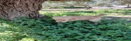 Golden Retriever perros en venta: GOLDEN RETRIEVER  - Anuncio 8