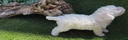 Caniche Toy perros en venta: Caniche toy - Anuncio 7