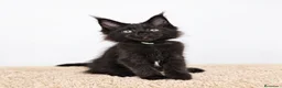 Maine Coon gatos en venta: Gatitos Maine Coon - Anuncio 4