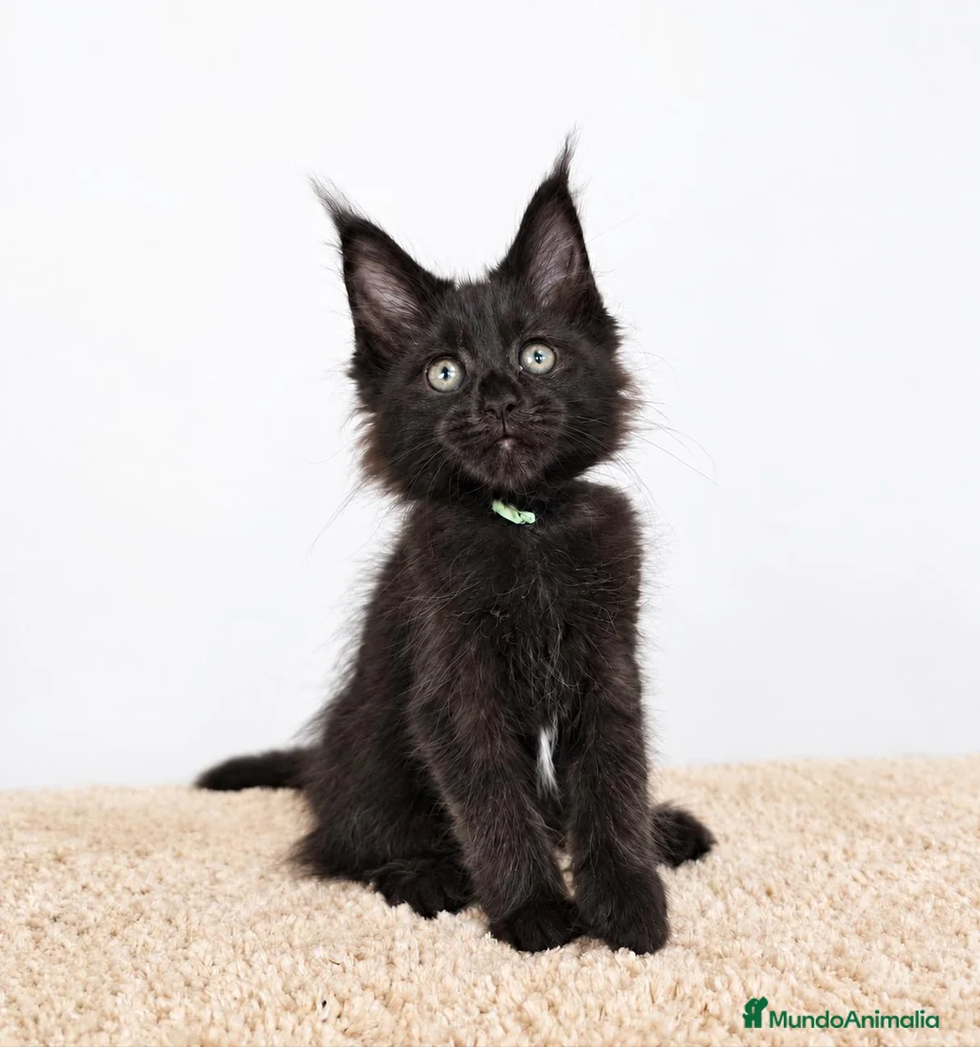 Maine Coon gatos en venta: Gatitos Maine Coon - Anuncio 4