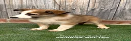 Border Collie perros en venta: Border Collie - Anuncio 26