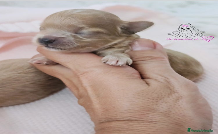 Maltipoo perros - Anuncio 1