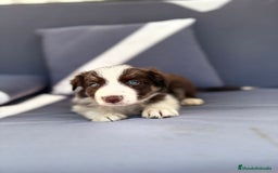 Border Collie perros en venta: Border collie chocolate  - Imagen 32