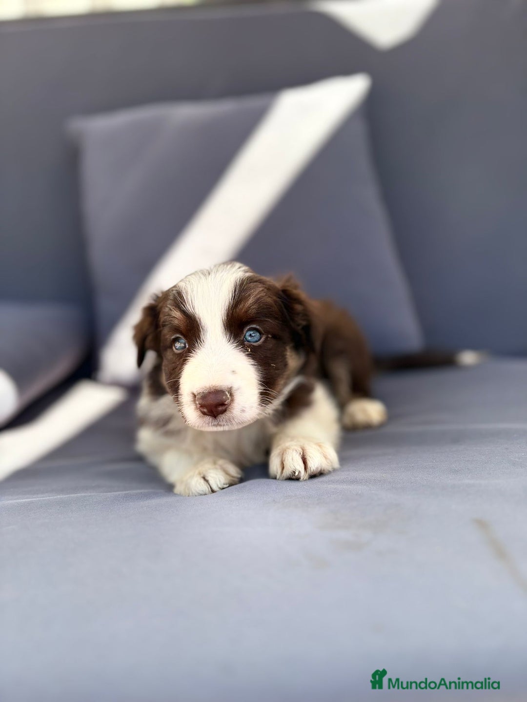 Border Collie perros en venta: Border collie chocolate  - Imagen 32