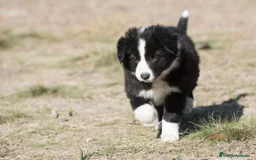 Border Collie perros en venta: border collie - Imagen 4