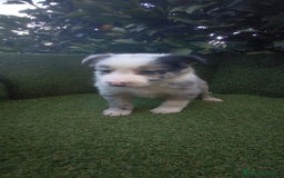 Border Collie perros en venta: border collie blue merle y blancos y negros  - Anuncio 10