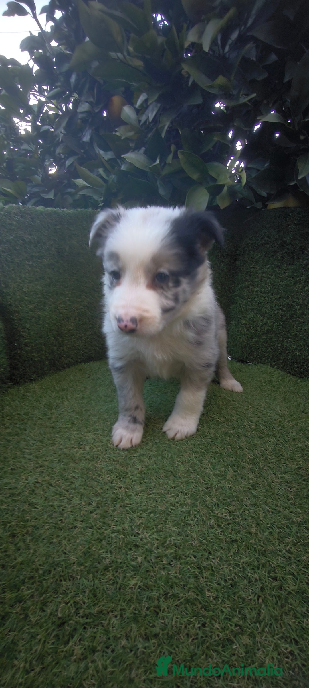Border Collie perros en venta: border collie blue merle y blancos y negros  - Anuncio 10