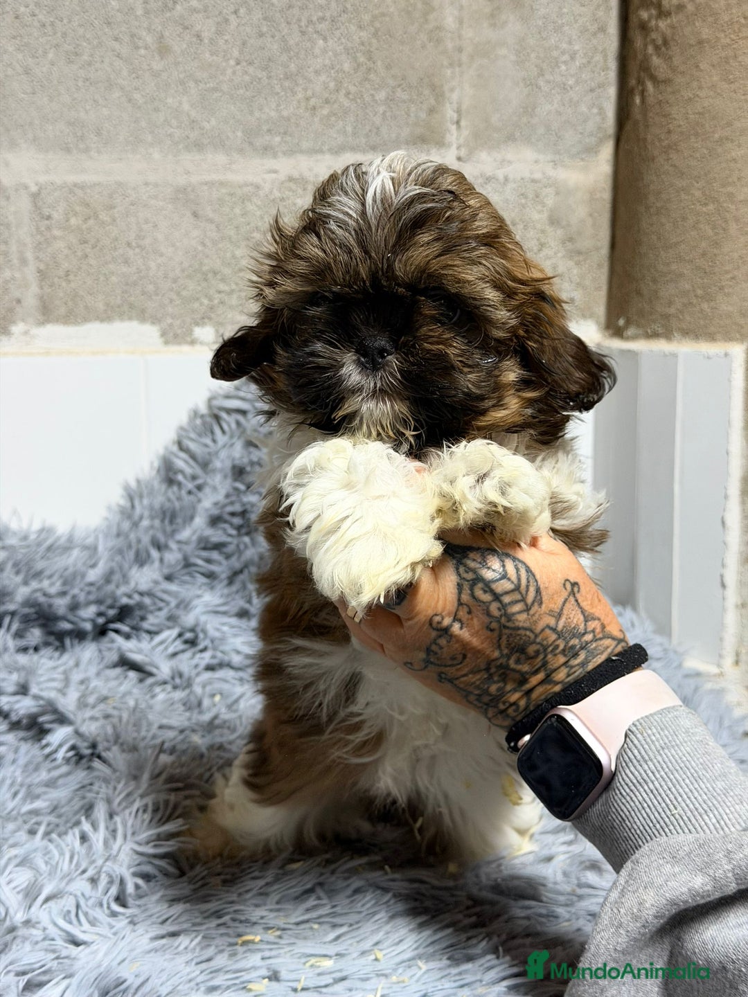 Shih Tzu perros en venta: SHIH TZU TRICOLOR - Anuncio 5