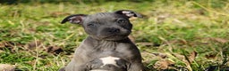 Staffordshire Bull Terrier perros en venta: Staffordshire Bull Terrier - Anuncio 6