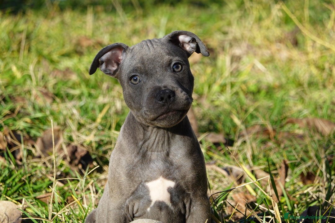 Staffordshire Bull Terrier perros en venta: Staffordshire Bull Terrier - Anuncio 6