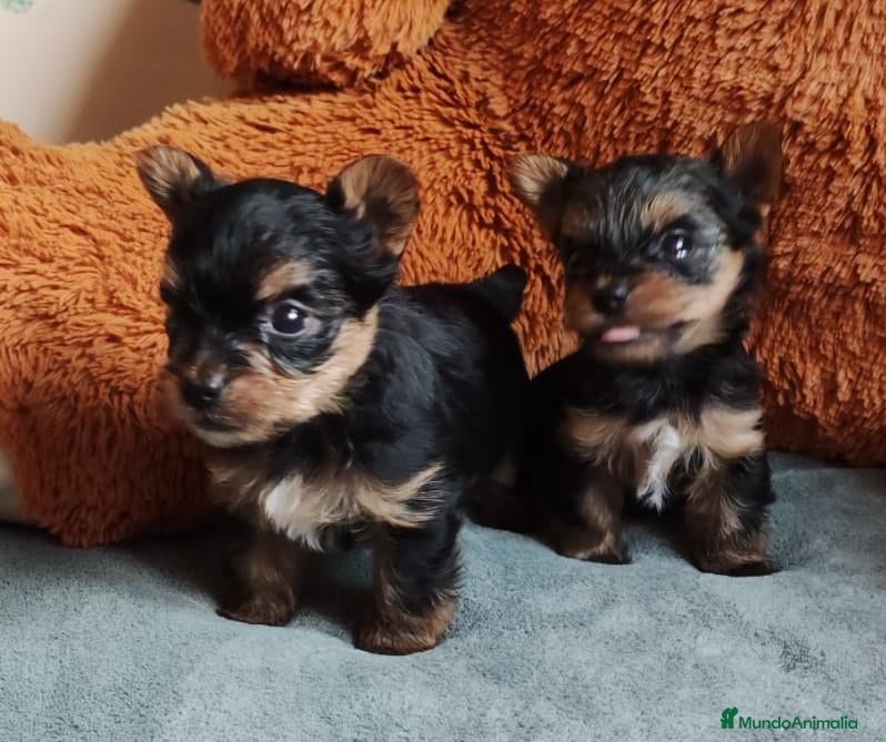 Yorkshire Terrier perros cachorro yorkshire - Anuncio 2