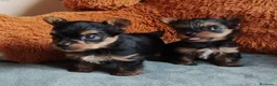 Yorkshire Terrier perros en adopcion: cachorro yorkshire - Anuncio 2
