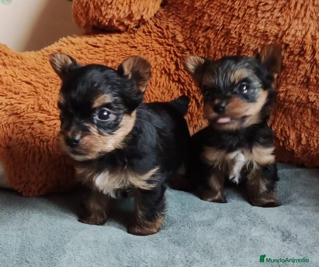 Yorkshire Terrier perros en adopcion: cachorro yorkshire - Anuncio 2