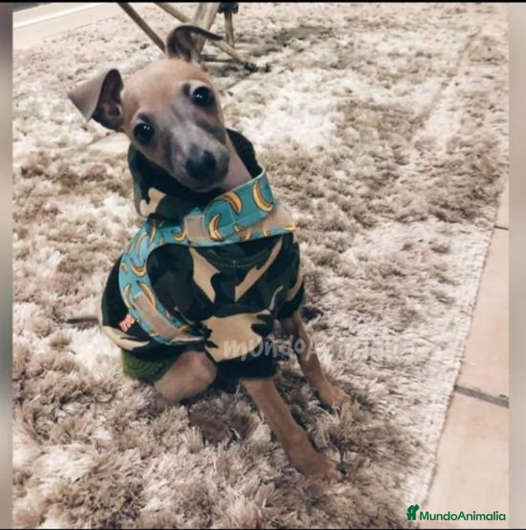 Imagen de galería {{count}}