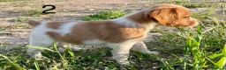 Épagneul Breton perros en venta: Epagneul bretón  - Anuncio 7