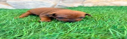 Pinscher Miniatura perros en venta: Pinscher Miniatura roja - Anuncio 19