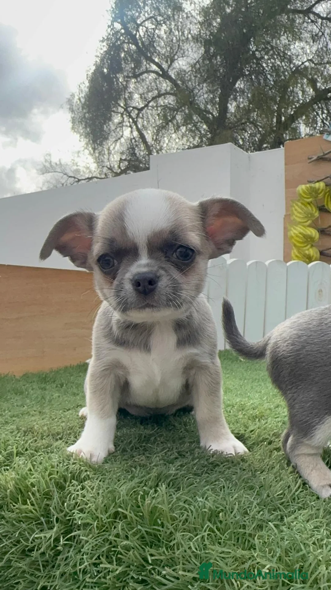 Chihuahua perros en venta: CHIHUAHUA - Anuncio 1