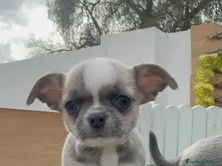 Chihuahua perros CHIHUAHUA - Anuncio 1