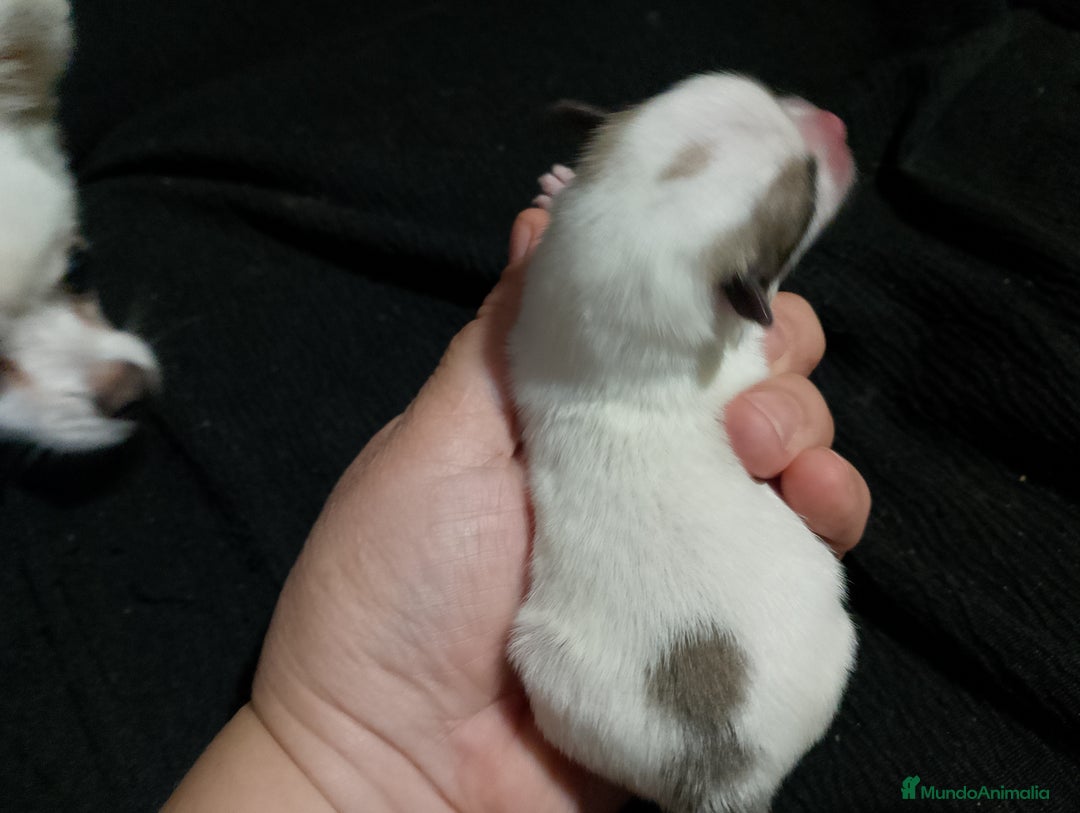 Chihuahua perros en venta: Última hembra de chihuahua preciosa  - Imagen 2