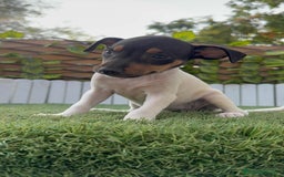 Ratonero Bodeguero Andaluz perros en venta: BODEGUERO ANDALUZ - Imagen 10