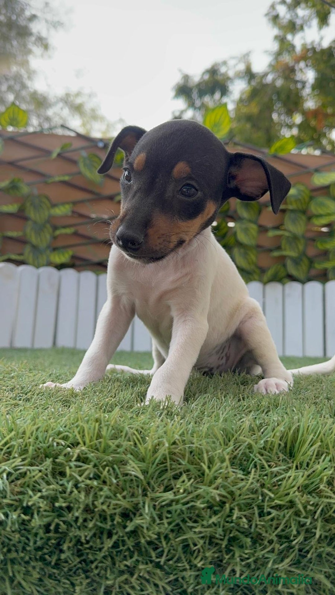 Ratonero Bodeguero Andaluz perros en venta: BODEGUERO ANDALUZ - Imagen 10
