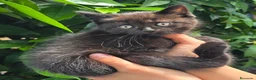 Británico de Pelo Corto gatos en venta: Gatcot.com - Anuncio 2