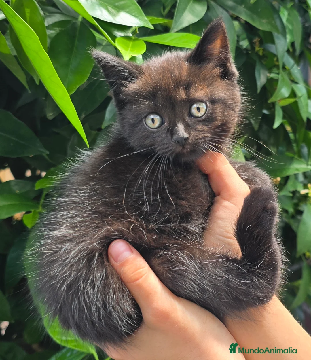 Británico de Pelo Corto gatos en venta: Gatcot.com - Anuncio 2