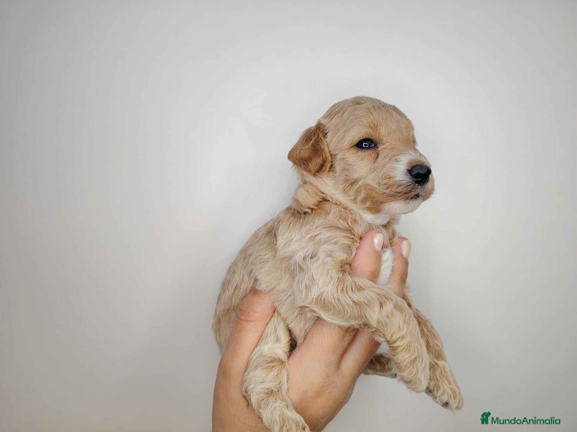 Caniche Enano perros en venta: Caniche  - Anuncio 2