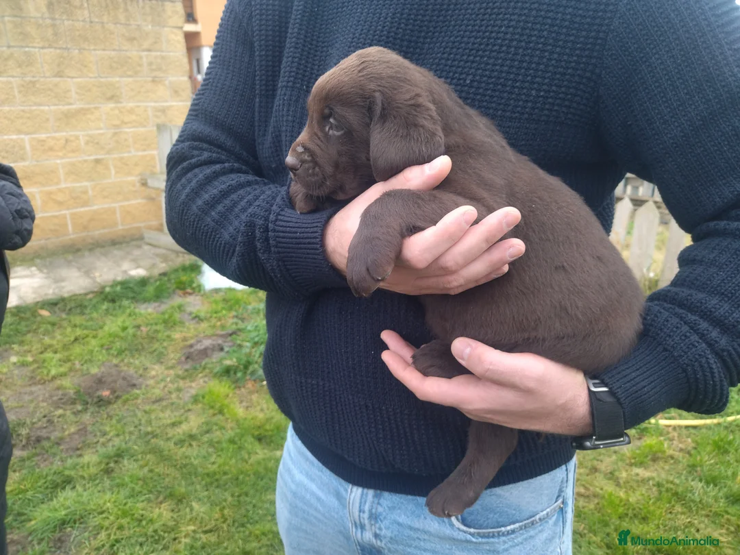 Labrador Retriever perros en venta: Labradores chocolate - Anuncio 1