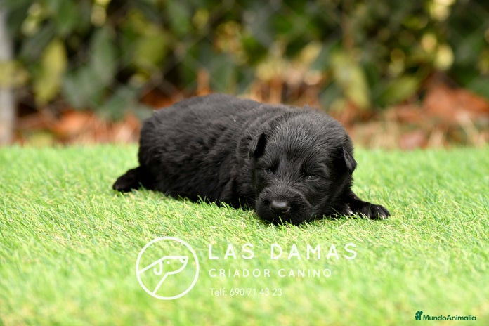 Pastor Alemán perros - Anuncio 1