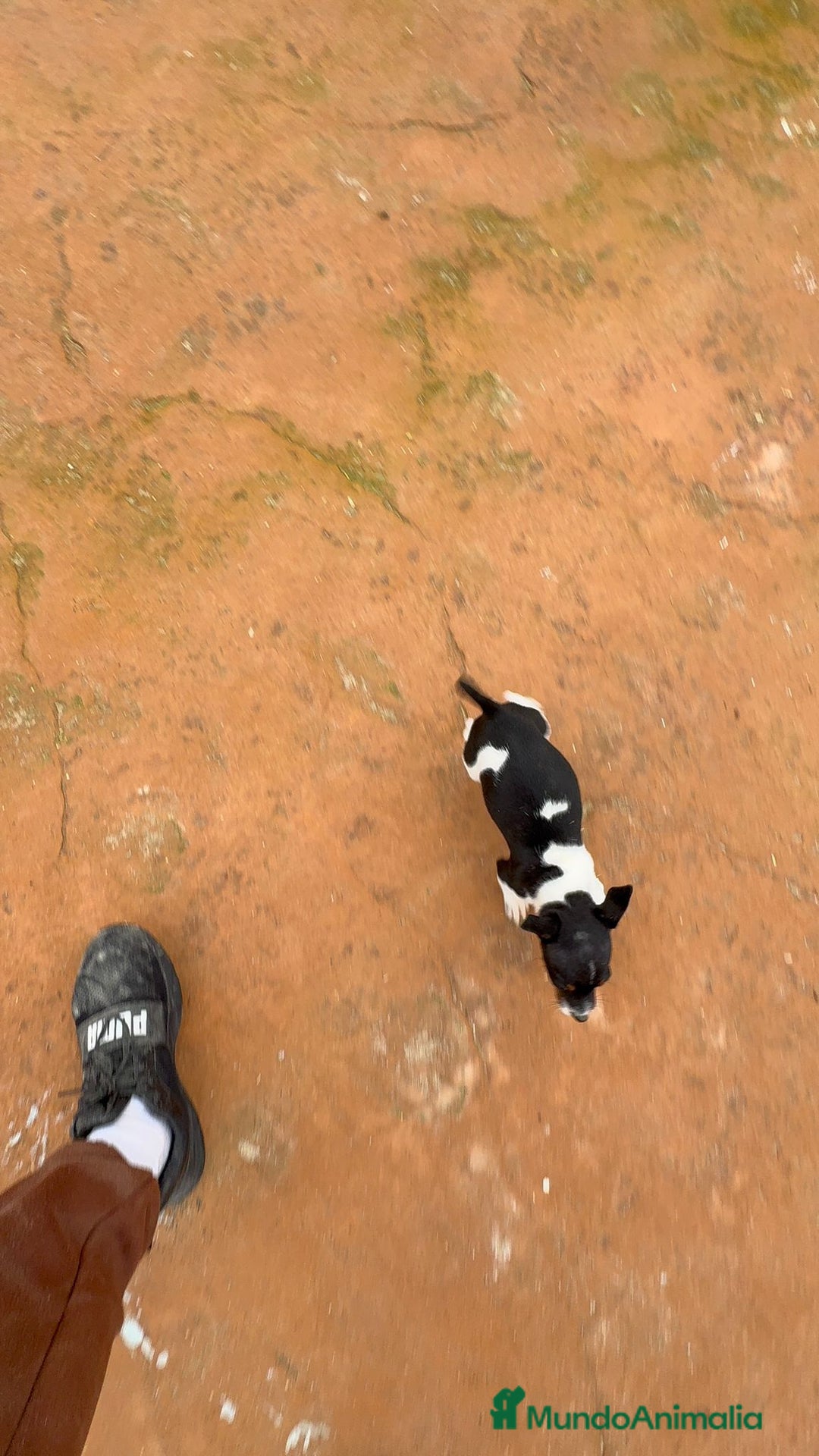 Jack Russell Terrier perros en venta: Jack Russell terrier  - Anuncio 2