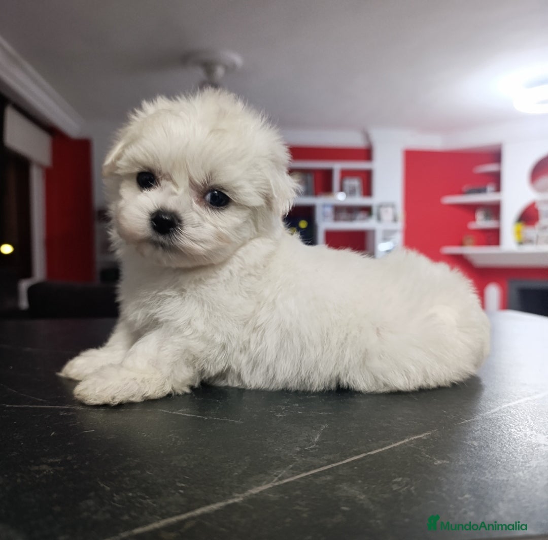 Bichón Maltés perros en venta: Bichón maltés toys coreanos  - Imagen 2