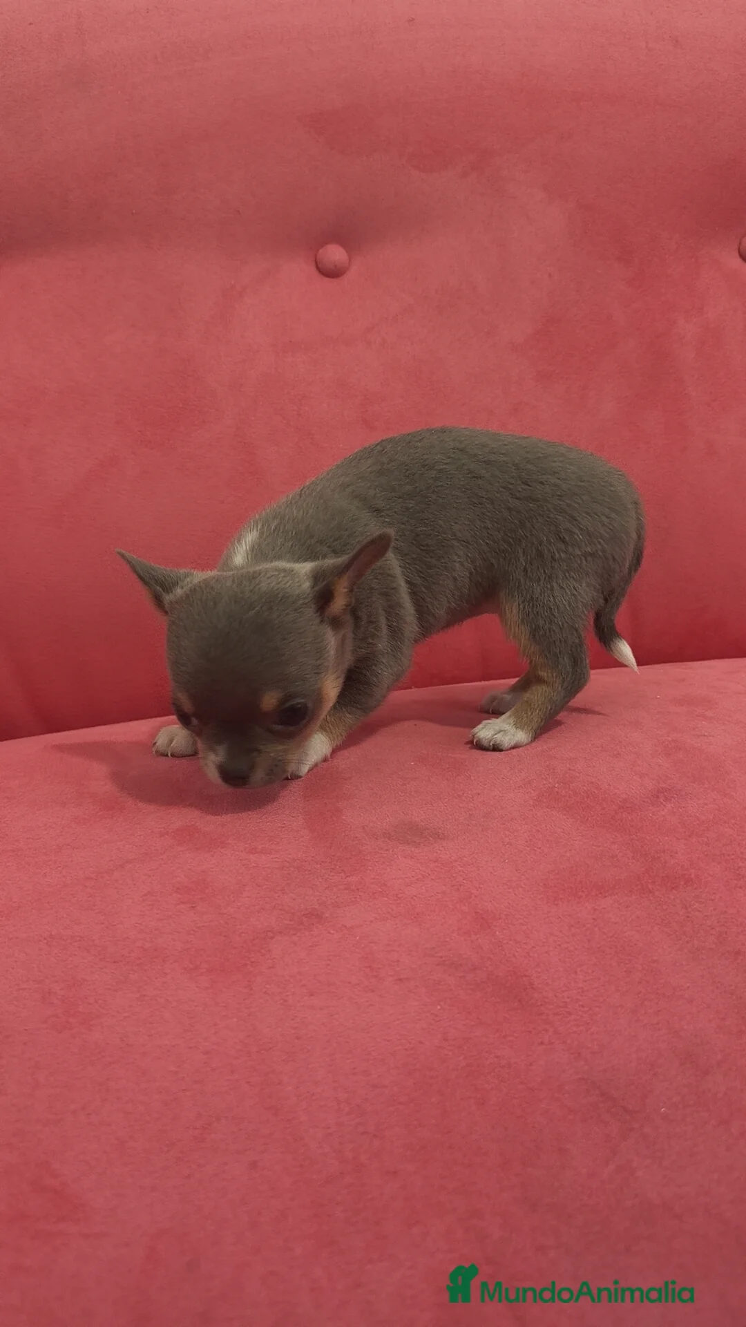Chihuahua perros en venta: Chihuahua Toy Blue tricolor hembra especial  - Anuncio 1