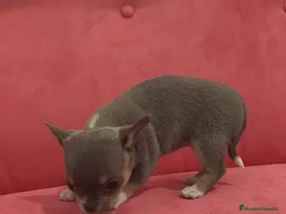 Chihuahua perros Chihuahua Toy Blue tricolor hembra especial - Anuncio 2