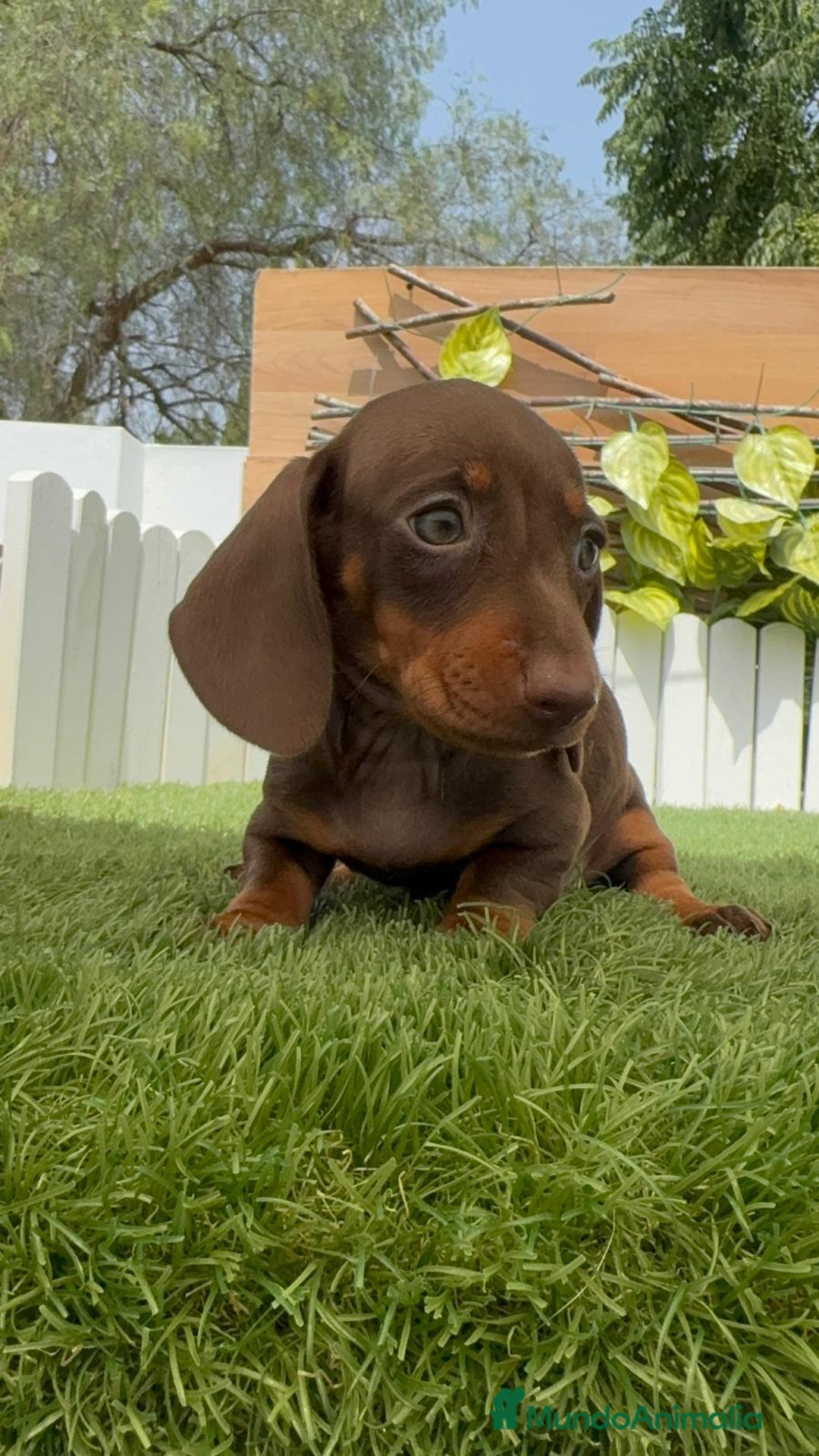 Teckel perros en venta: TECKEL HEMBRA CHOCOLATE MINIATURA  - Imagen 1