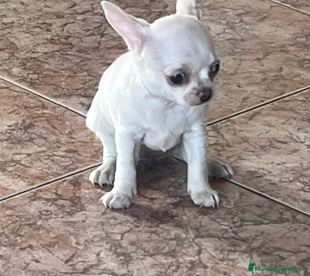 Chihuahua perros en venta: Caraby Chihuahuas en Benidorm  en Alicante - Anuncio 5