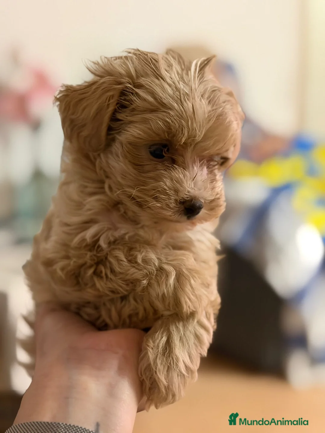 Maltipoo perros en venta: Maltipoo  - Anuncio 1