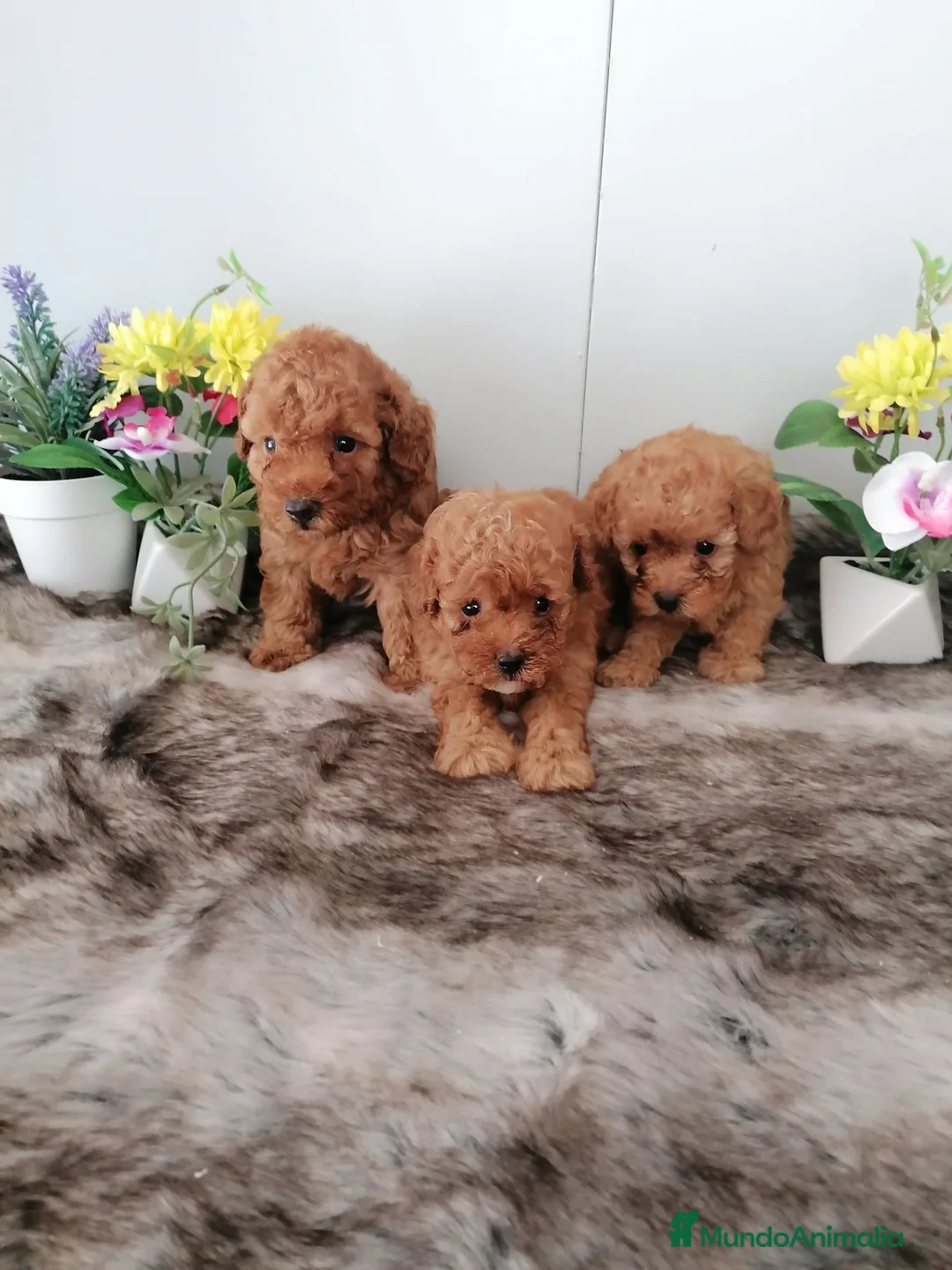 Raza Mixta perros en venta: Preciosa camada de caniches  - Anuncio 7