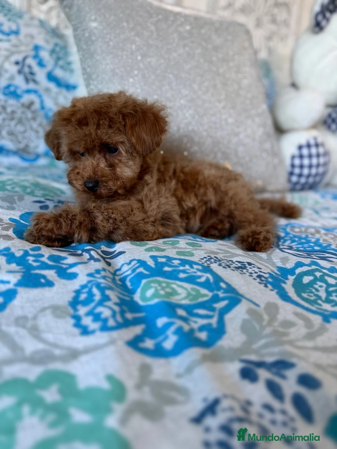 Caniche Toy perros en venta: Caniche Toy Macho muy chiquitín !!! - Anuncio 7