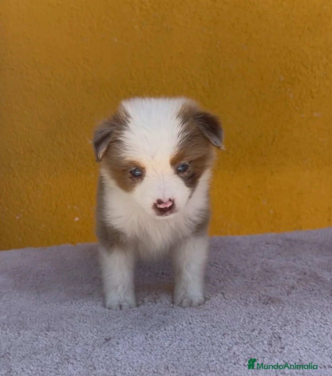 Pastor Australiano perros en venta: Pastor australianos miniatura  - Anuncio 2