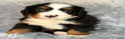 Boyero de Berna perros en venta: BOYERO DE BERNA CALIDAD - Anuncio 5