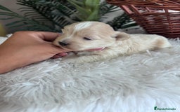 Maltipoo perros en venta: MALTIPOO MACHO - Imagen 4