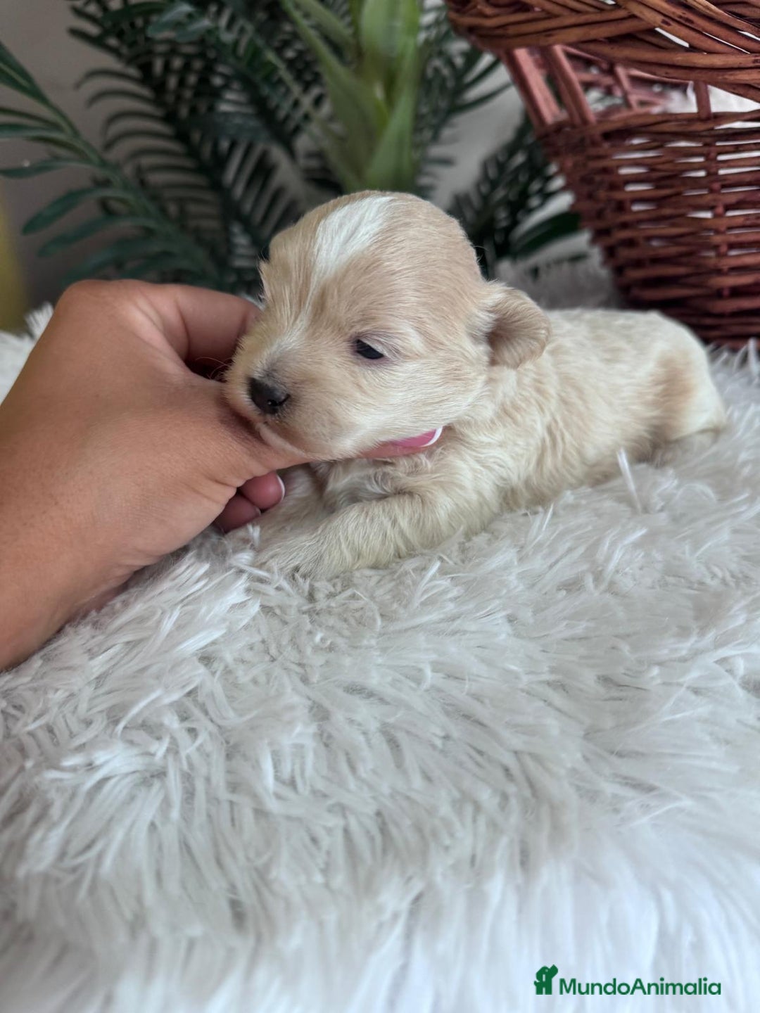 Maltipoo perros en venta: MALTIPOO MACHO - Imagen 4